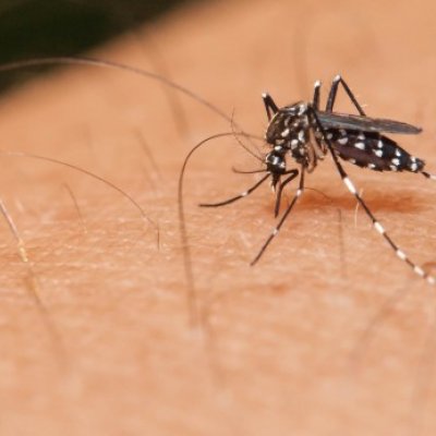 Mosquito sucking blood from human hand